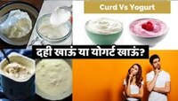 Curd Or Yogurt: तुम्हाला दही खायला आवडतं नाही, मग Yogurt कधी ट्राय केलं आहे का?