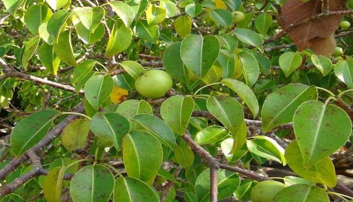 सफरचंदाला सारखं दिसतं हे फळं; परंतु खाण्याचा प्रयत्न मात्र कधीच करू नका अन्यथा... 