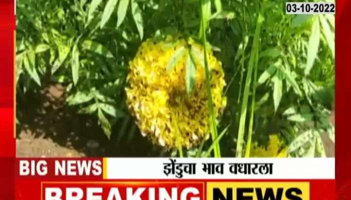 The price of marigold increased during the festive season, see how much money you will have to pay per kilo?