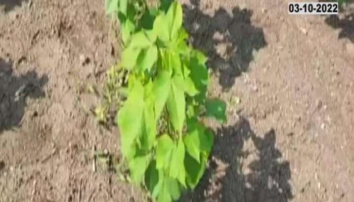 Due to lack of rain in the dust there is no growth of cotton, pests on the crops