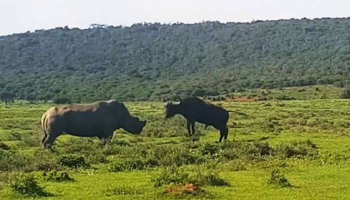 गेंड्यासमोर म्हैस आक्रमक, चढवला हल्ला; गेंड्याने एकच मारला पण सॉलिड मारला.. व्हिडीओ समोर