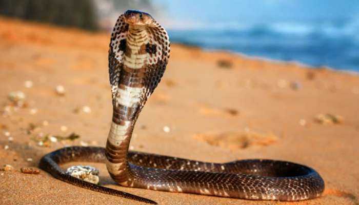 King Cobra ला लागली होती तहान, पाणी पाजतानाचा Video पाहा