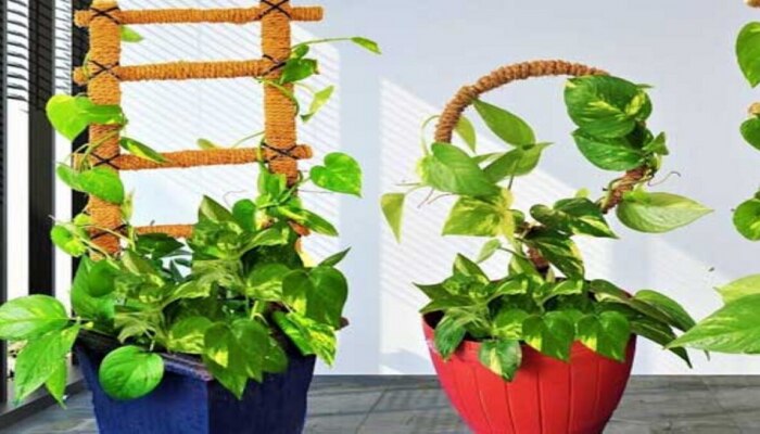 Money Plant ला पाण्याशिवाय &#039;हे&#039; पेय अपर्ण करावे, आर्थिक समस्या होईल दूर