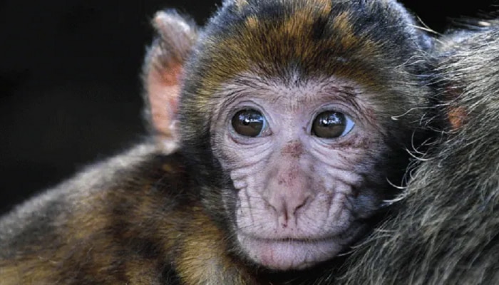 Amazing Facts: तुम्हाला माहितेय का? आपले पूर्वज माकडं नाहीत तर... धक्कादायक खुलासा