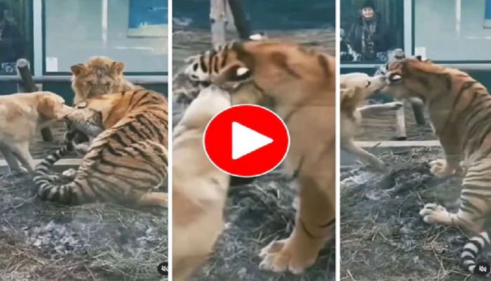 धाडसच म्हणावं.. कुत्र्यानं लगावली वाघाच्या कानशिलात; 'हा' Viral Video