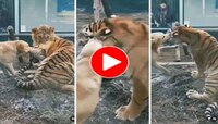 धाडसच म्हणावं.. कुत्र्यानं लगावली वाघाच्या कानशिलात; 'हा' Viral Video