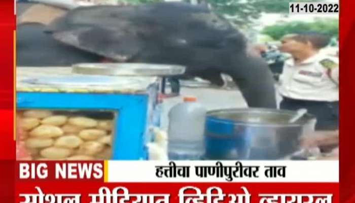 In fact, an elephant killed a fever on Panipuri
