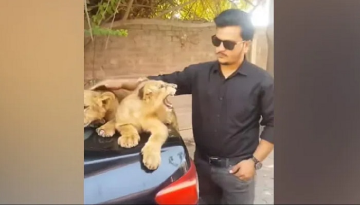 Viral Video: छोटा बच्चा समझ के..; लहान सिंहावर गेला हात फिरवायला आणि...