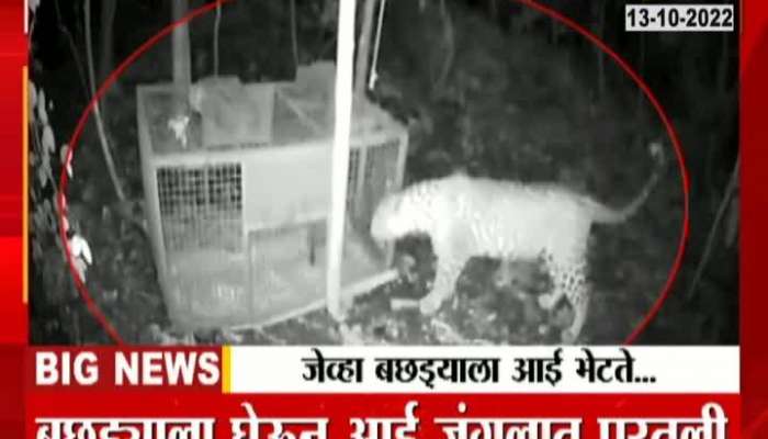 When the calf meets its mother, watch the CCTV in the National Park