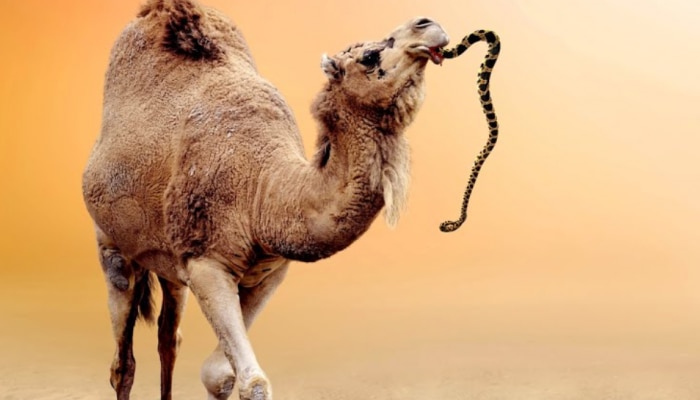 camel eats king cobra python snake secret reason shocking to know wildlife  marathi Viral News