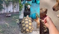 Funny Video: दिवाळीपूर्वी कासवानं बदलला घराचा लूक, फर्निचरची केली अशी Rearranging