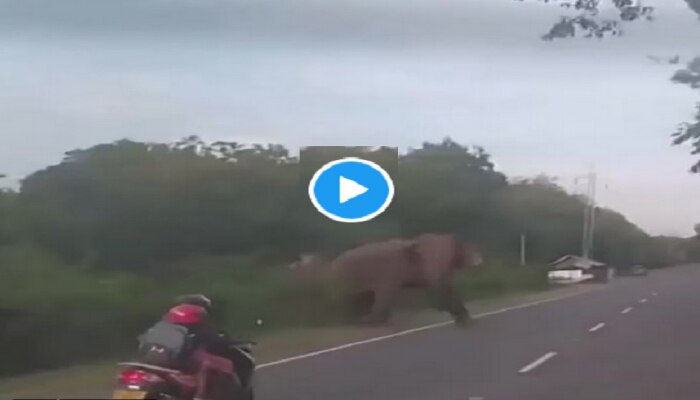 हत्ती रस्ता ओलांडत असताना अचानक स्कूटीवरुन जात असलेल्या महिलेला बिघडला तोल...VIDEO