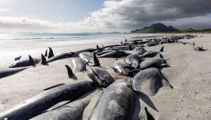 Whale Died : अरे देवा!  समुद्र किनाऱ्यावर 400 हून अधिक व्हेल मासे तडफडून मेलेत...