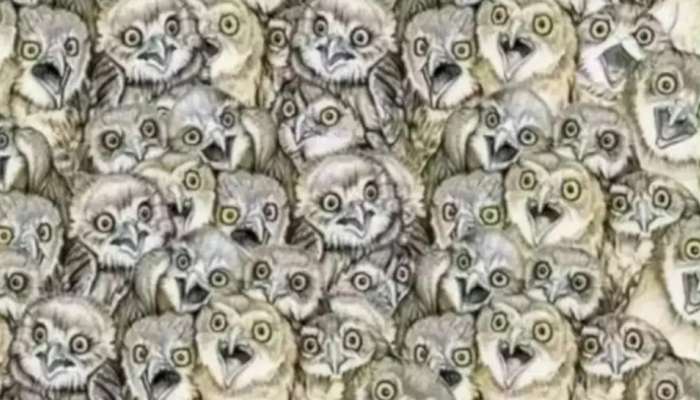 Optical Illusion: घुबडांमध्ये लपलेली मांजर शोधून दाखवा, तुमच्याकडे 10 सेकंदाची वेळ 