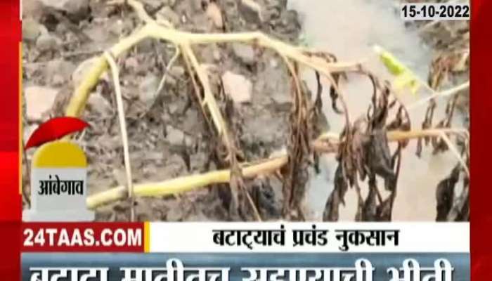 Potatoes rotted due to return rains, farmers were hit hard