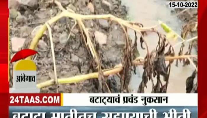 Big Loss Of Potato Due To Rain In Pune
