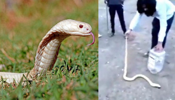 LGB BOXER SARRUEL-2 WHITE SNAKE