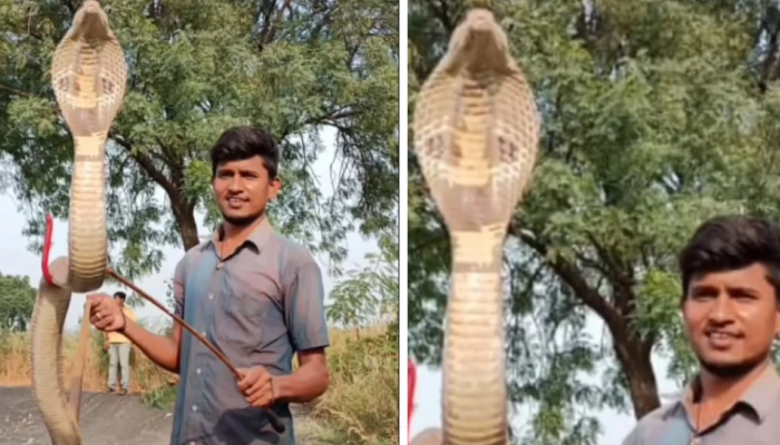 viral King Cobra ला तलावातून बाहेर काढतानाच video पाहून तुमच्याही अंगावर येईल काटा..लावली जीवाची बाजी