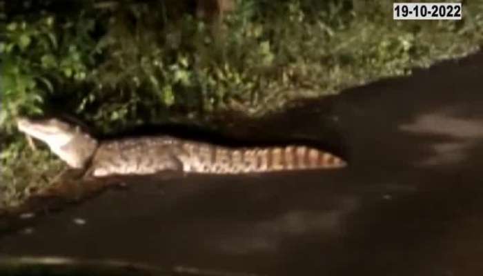 Terror of the crocodile on the bridge, the crocodile hunted the snake