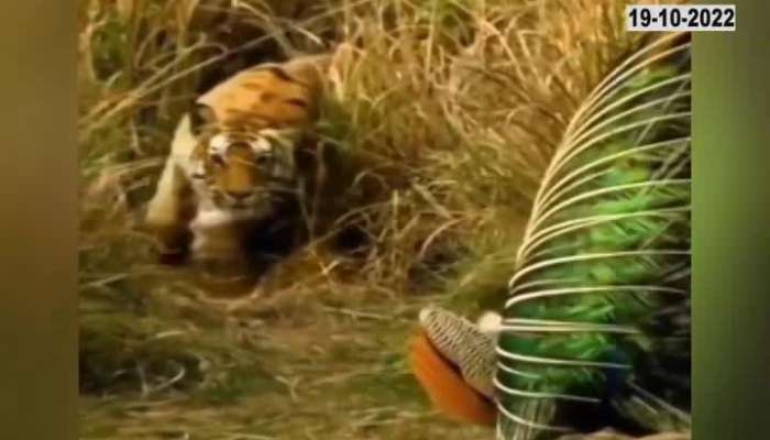 Tiger Attack on Peacock 
