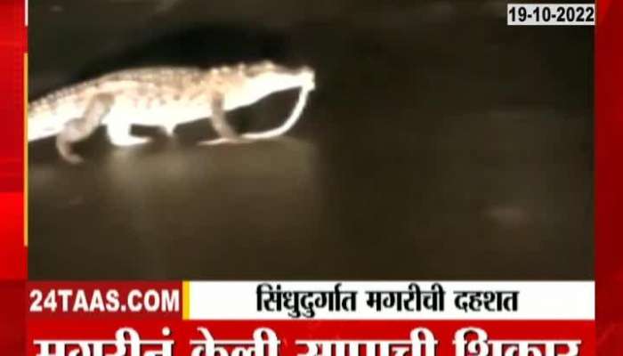 Crocodile terror on road in Sindhudurga, crocodile hunted snake