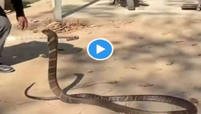 अरे बापरे! किचनमध्ये घुसला King Cobra, सर्पमित्रानं कसं पकडलं; पाहा Video