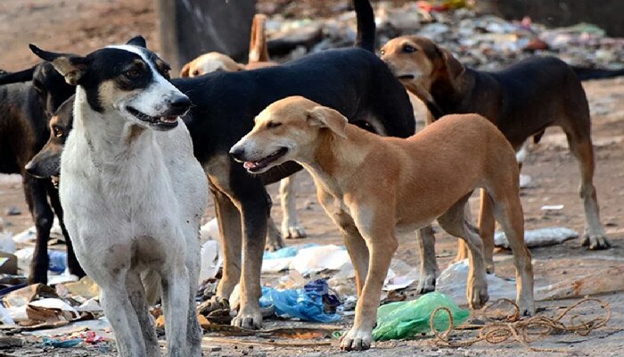 आता भटक्या कुत्र्यांना रस्त्यावर अन्न द्याल तर... कोर्टाने दिला मोठा निर्णय