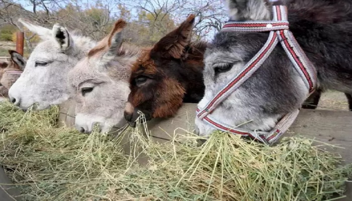 Donkeys :  तस्करी प्रकरणी 6 गाढवांना अटक, अटकेनंतर कोर्टात फेऱ्या   