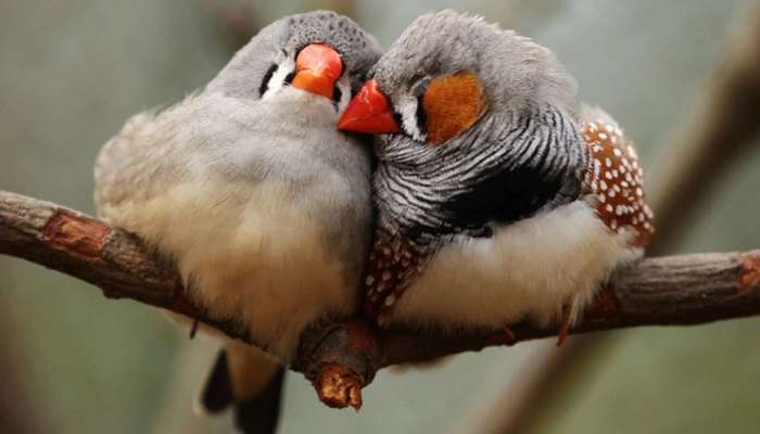 Birds Sleeping : पक्षी झोपेत खाली पडतात का? जाणून घ्या त्यामागील आश्चर्यकारक कारण...