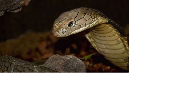 snake: घराच्या गेटवर &#039;हे&#039; फळ टांगून ठेवल्याने साप घरात प्रवेश करत नाहीत. साप लांबूनच पळून जातात 