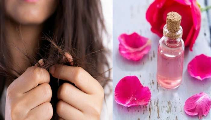 Split ends hair: केसाला फाटे फुटण्याच्या समस्येपासून त्रस्त आहात, 'हे' उपाय करून बघा