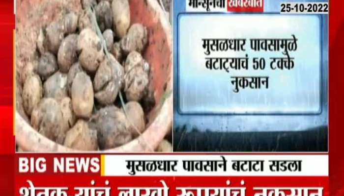 loss of potatoes due to heavy rains