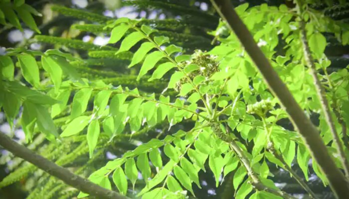 कढीपत्ता स्वयंपाकातच नाही तर त्याचं पाणी करून... आरोग्यदायी फायदे जाणून घ्या