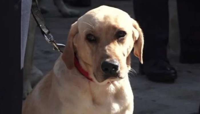 Dog Puja: या देशात केली जाते श्वानांची पूजा, कारण वाचाल तर बसेल आश्चर्याचा धक्का