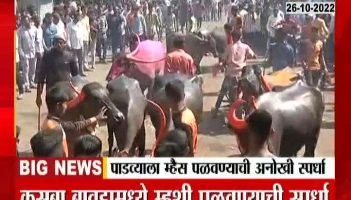 A unique buffalo driving competition in Kolhapur
