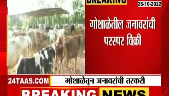 Livestock smuggling exposed in Bhandara