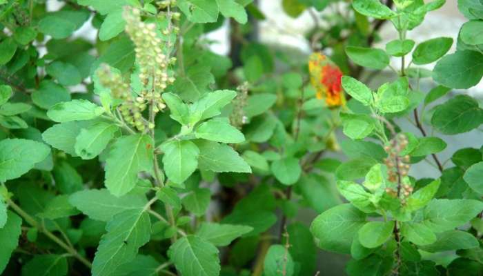 Tulsi : दररोज उठल्यावर तुळशीची पाने खा, डायबिटीस सोबत &#039;हे&#039; पाच आजार जातील पळून!