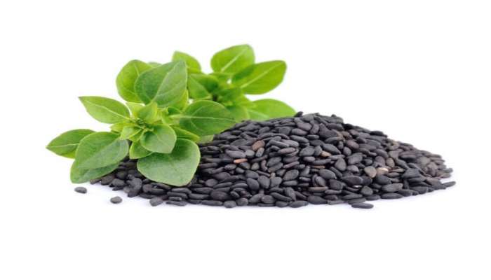 Tulsi Beej Benefits : थंडीत हॉस्पिटलची चक्कर मारायची नसेल तर करा तुळशीचा वापर, हे आश्चर्यकारक फायदे