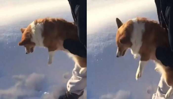 कुत्र्याला विमानातून फेकलं? Video पाहून बसेल धक्का 
