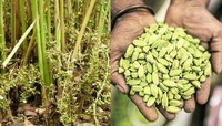 Cardamom Farming: वेलची लागवड करुन लाखोंची कमाई, पाहा कुठे करावी लागवड