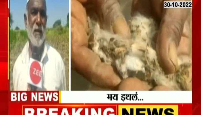 Jalna Farmers In Problem Of Cotton Crops Damage From Returning Heavy Rainfall
