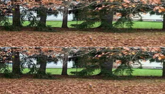 Optical Illusion: या फोटोत लपलाय एक कुत्रा, फक्त 10 सेकंदात शोधा आणि पूर्ण करा चॅलेंज