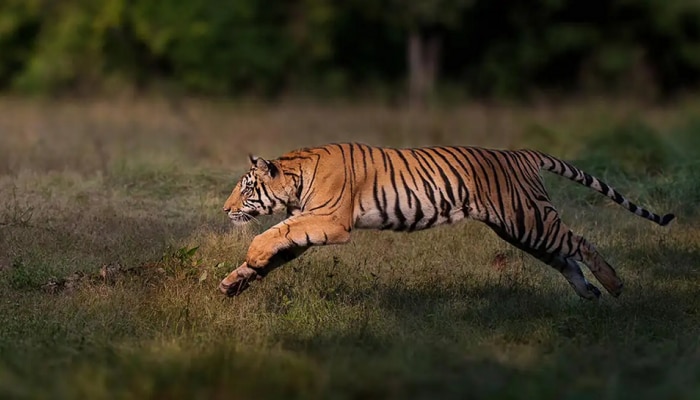 वाघाने भर रस्त्यातून तरुणीला फरफटत नेलं..व्हिडीओ पाहून येईल अंगावर काटा