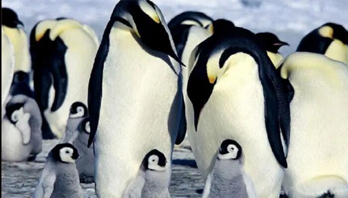 Fact Check : पेंग्विन जगातून नामशेष होणार?