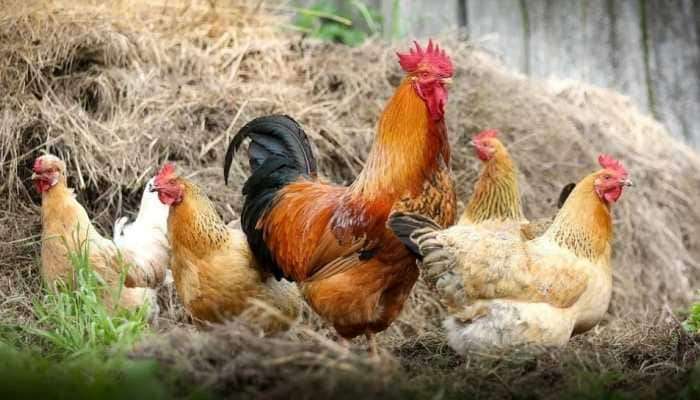 Bird Flu : चिकन खाणाऱ्यांसाठी बॅडन्यूज, जगभरात वाढल्या चिंता