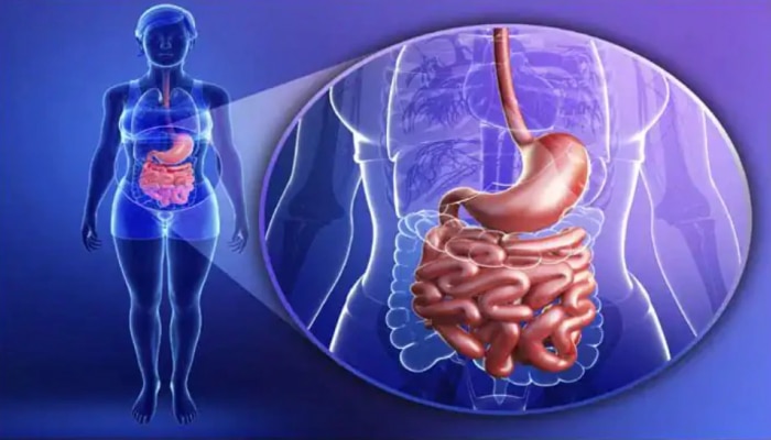 Digestive system : असं पचतं अन्न, जाणून घ्या पाचनतंत्र कसं काम करतं? 