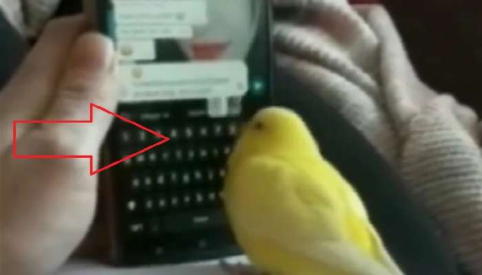 Video: आता पोपटाला लागलं WhatsApp चं वेड, मेसेज टाइप केल्याचा व्हिडीओ व्हायरल