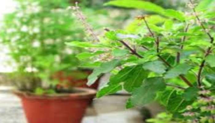 Tulsi Vivah : तुळशी विवाहानंतर हे काम केल्यास लक्ष्मी होते प्रसन्न, तुमच्या इच्छा होतात पूर्ण