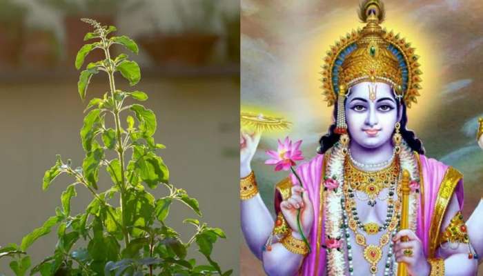 Dev Uthani Ekadashi 2022:  &#039;या&#039; दिवशी आणि &#039;या&#039; वेळेला चुकूनही तोडू नका तुळशीचे पानं, जाणून घ्या कारण