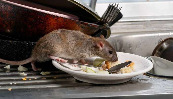 Get Rid Of Rats: उंदरांना न मारता असं पळवून लावा, जाणून घ्या 5 घरगुती उपाय